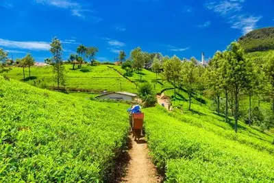 Circuit Essentiel du Sri Lanka 3*/4* - Privatif