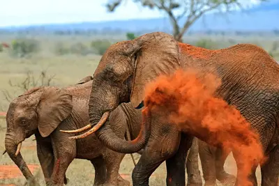 Combiné circuit et hôtel Neptune Paradise Beach Resort & Spa 4* avec 3 nuits au parc Tsavo OUest / Amboseli / Tsavo Est 