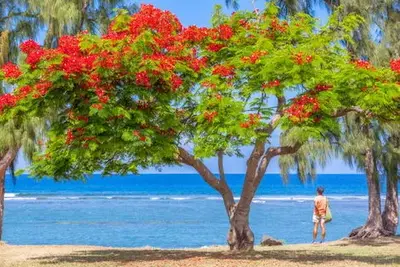 Autotour L'île de la Reunion pour les petits et les grands