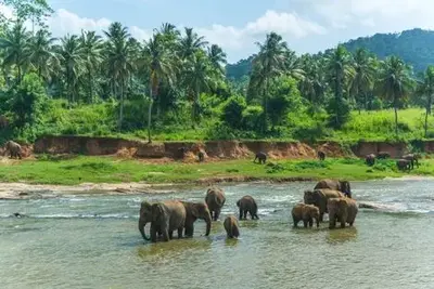 Combiné circuit et hôtel Coralia Expérience Srilankaise 4* & Extension Centara Ceysands Resort