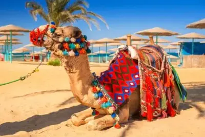 Combiné circuit et hôtel Le Caire & Hurghada