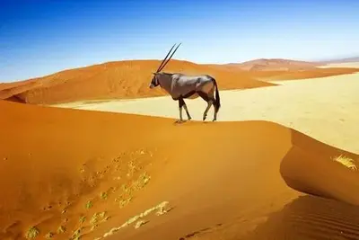 Circuit Splendeurs de Namibie & Extension Chutes Victoria - 2025