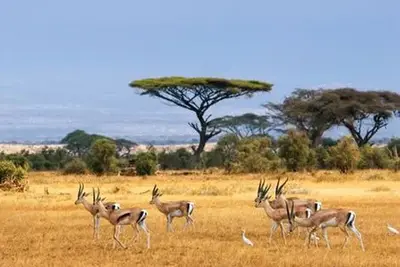 Circuit Merveilles de Tanzanie - 2025