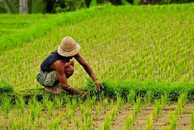 Circuit Splendeurs de Bali 2025