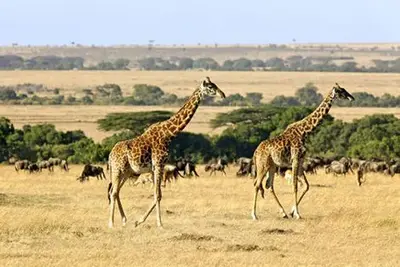 Circuit Explorations du Kenya 100% Safari - 2025