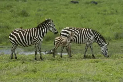 Circuit Kenya-Tanzanie + extension Serengeti