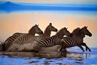 Circuit De la Savane Africaine à l'île aux Epices, plages de Kiwengwa en Privatif