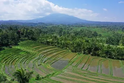 Circuit Combiné Jungle, Rizières et Sable de  Bali