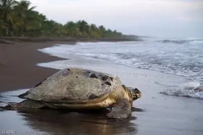 Autotour De Tortuguero aux plages du Pacifique