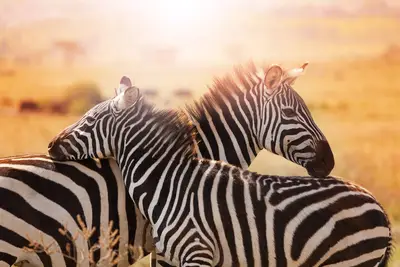 Combiné circuit et hôtel Papillon Lagoon Reef 3* avec 3 nuits Tsavo est/Ouest et Amboséli