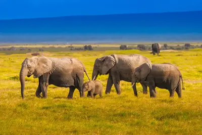 Combiné circuit et hôtel Diamonds Malindi 5* avec1 nuit safari Tsavo Est