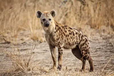 Combiné circuit et hôtel Diamonds Malindi 5* avec 2 nuits safari Tsavo Est/Ouest