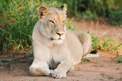 Combiné circuit et hôtel Diamonds Malindi 5* avec 3 nuits safari Tsavo Est/Ouest et Amboseli