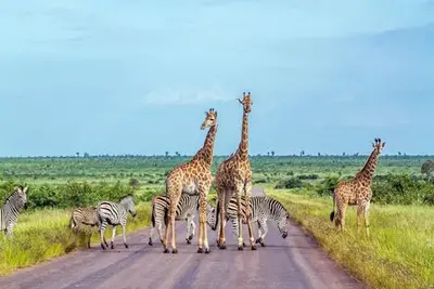 Autotour Clin d'Oeil Sud-Africain
