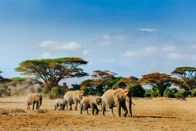 Safari privé au Kenya et extension au Pinewood Beach Resort & Spa