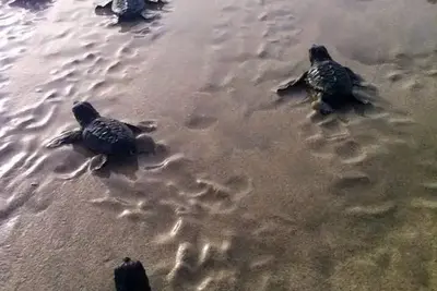 Hôtel Estoril Boavista