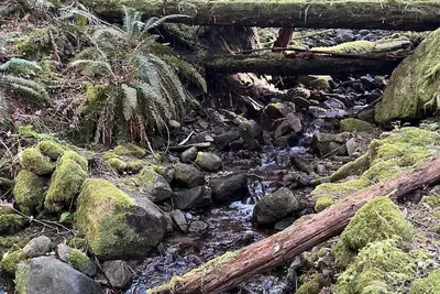 Image de Cozy Rustic Private Packwood Cabin