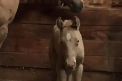 Image de Horse farm cabin