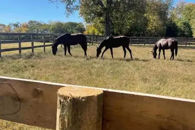 Image de Unbeatable Location: Trackside Farm at Keeneland