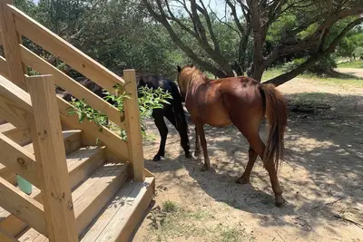 Image de Sandy Adventures! \nThird row from the ocean! \nWild Horses roam the area- Carova