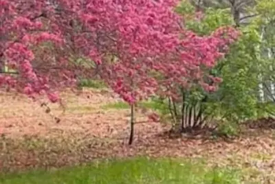 Image de Entire Place: 2bd\/2ba\/Kitchen\/Living Room\/Laundry\n\n