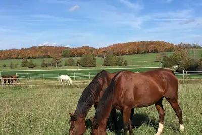 Image de 16 acre pet friendly one bedroom apartment on hobby horse farm.