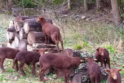 Image de Gîte Cévennes: Piscine, lamas, rivière