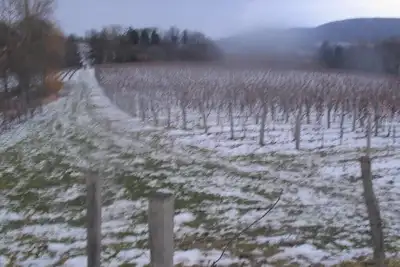 Image de Grand Gîte Maison en pierre de taille, bucolique & ouverte sur domaine viticole