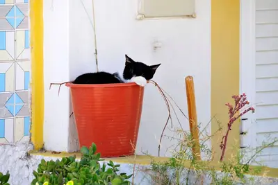 Image de Villa Serenidade | 3 Bedrooms | Tennis Court | Countryside Location | Braga | North Portugal