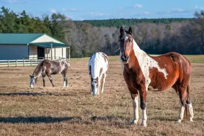 Image de Rusmar Farm: Equine Country Living 'n Powhatan, Va