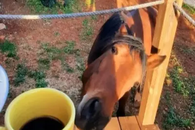 Image de Tiny House with the view on horses