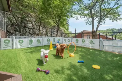 Image de Gapyeong Daengdaengi Dog Pension Silver