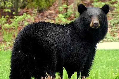 Image de The Cottages @Gull&Castle #2\nLOCATION, Location, Location! \nDowntown Wasagaming\n\n