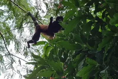 Hermosa cas a tan Solo 20 Minutos de las Mejores Playas de Costa Rica