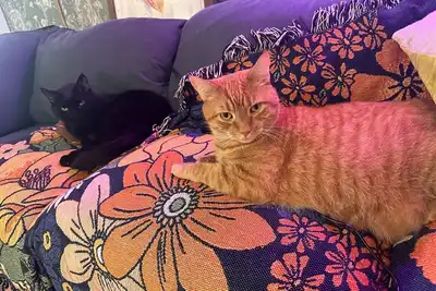 Image de Cozy 2 Bed 2 Bath Apartment in the Heart of Brooklyn