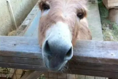 Image de Relaxing views, next door to the trail. Views, Sauna, jacuzzi, pool & donkeys.