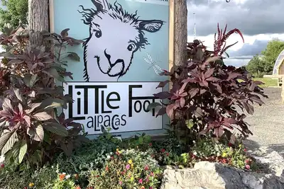 Image de Meet our adorable alpaca herd, & stay in our luxury Cabin overlooking the farm