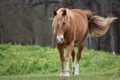 Image de A true \"Barn\" experience! Pet friendly!