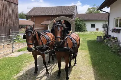 Image de Dexterzucht Allgäu, Rundflüge, Kutschfahrten, Großzügige Ferienwohnung