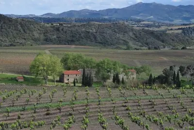 Mas viticola catalan