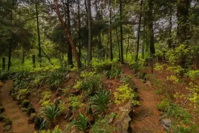 Image de New! Bamboo Bosque Mio Stars & Campfires