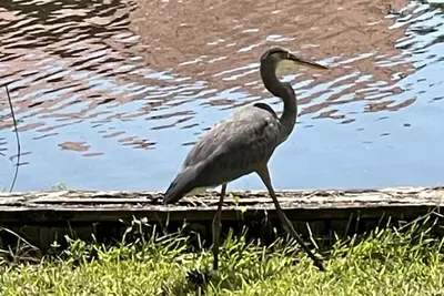 Image de Waterfront Escape 45 minutes to Downtown New Orleans!