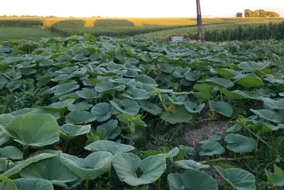 Image de West 78 Farmhouse