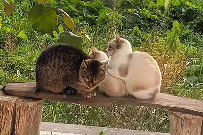 Image de Country House 15 min Away From Coimbra's Historical Centre