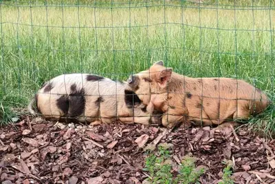Image de Entire bungalow in Kerkrade, Netherlands