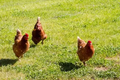 Image de \n3-4 bed Barn, open living space, pet friendly, rural, with easy access from M4