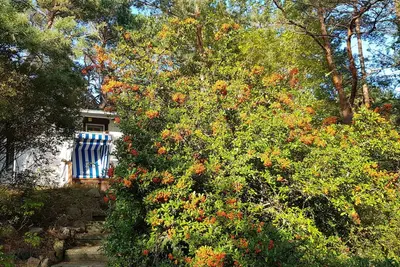 Image de Gemütliches Ferienhaus auf Idyllischem Waldgrundstück, 100 m bis zur Ostsee