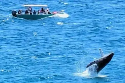 Image de Oceanview 2br/2ba Presidential Suite Sunset Beach1 G\n