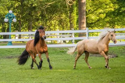 Image de Duldraeggan - The romantic getaway cottage