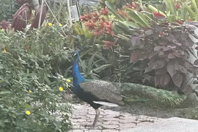 Image de Jungle-y Vibe Getaway - Short Drive from Beach and all Major activities/cities!